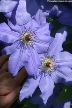 Ramona Clematis - 1 Gallon Pot -Home Bloom Garden clematis ramona 15