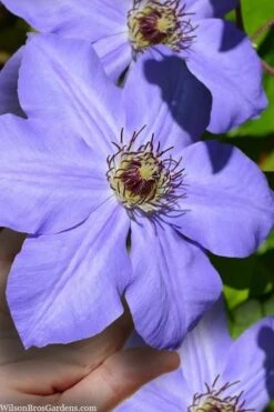 Ramona Clematis - 1 Gallon Pot -Home Bloom Garden clematis ramona 9