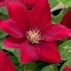 Rebecca Clematis - 1 Gallon Pot -Home Bloom Garden clematis rebecca 11