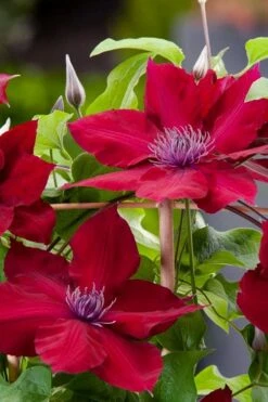 Rebecca Clematis - 1 Gallon Pot -Home Bloom Garden clematis rebecca 4