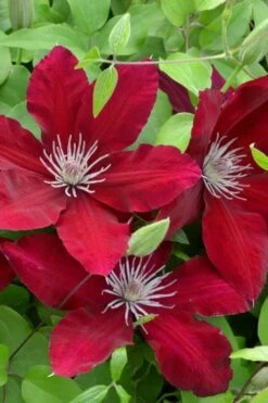 Rebecca Clematis - 1 Gallon Pot -Home Bloom Garden clematis rebecca 5