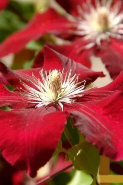 Rebecca Clematis - 1 Gallon Pot -Home Bloom Garden clematis rebecca 6