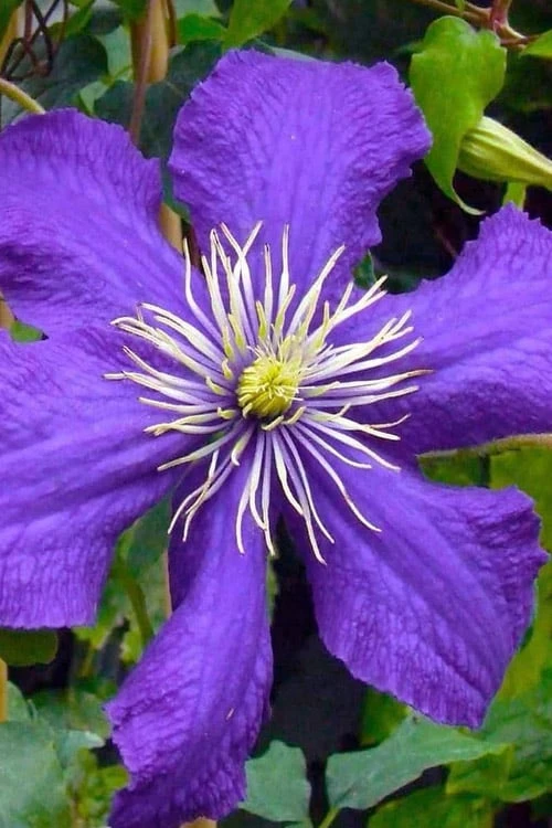 Rhapsody Clematis - 1 Gallon Pot 7 Rhapsody Clematis - 1 Gallon Pot - Image 5