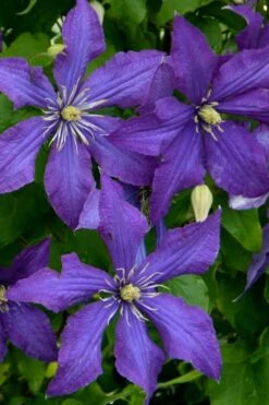 Rhapsody Clematis - 1 Gallon Pot 16 Rhapsody Clematis - 1 Gallon Pot -Home Bloom Garden clematis rhapsody 4