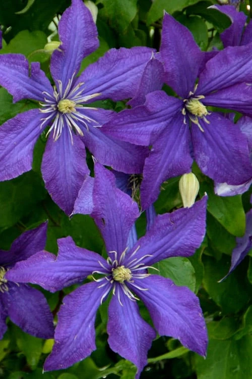 Rhapsody Clematis - 1 Gallon Pot 9 Rhapsody Clematis - 1 Gallon Pot - Image 7