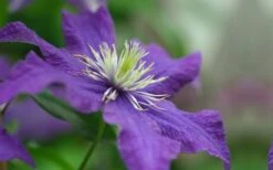 Rhapsody Clematis - 1 Gallon Pot 17 Rhapsody Clematis - 1 Gallon Pot -Home Bloom Garden clematis rhapsody 5