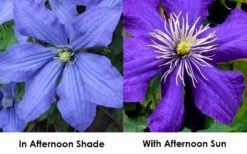 Rhapsody Clematis - 1 Gallon Pot 13 Rhapsody Clematis - 1 Gallon Pot -Home Bloom Garden clematis rhapsody 9