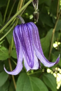 Roguchi Clematis - 1 Gallon Pot -Home Bloom Garden clematis roguchi 10