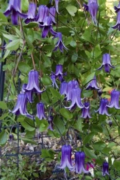 Roguchi Clematis - 1 Gallon Pot -Home Bloom Garden clematis roguchi 11
