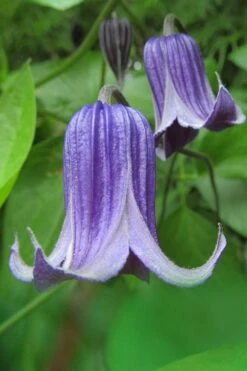 Roguchi Clematis - 1 Gallon Pot -Home Bloom Garden clematis roguchi 6