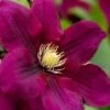 Rosemoor Clematis - 1 Gallon Pot -Home Bloom Garden clematis rosemoor 4