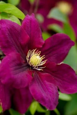 Rosemoor Clematis - 1 Gallon Pot