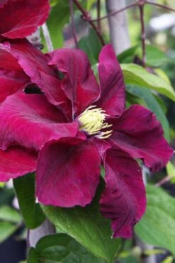 Rosemoor Clematis - 1 Gallon Pot -Home Bloom Garden clematis rosemoor 5