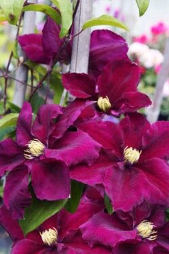 Rosemoor Clematis - 1 Gallon Pot -Home Bloom Garden clematis rosemoor 6