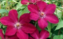 Rouge Cardinal Clematis - 1 Gallon Pot -Home Bloom Garden clematis rouge cardinal 2