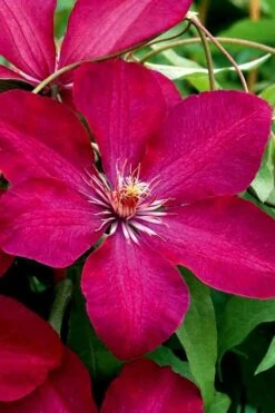 Rouge Cardinal Clematis - 1 Gallon Pot -Home Bloom Garden clematis rouge cardinal 3
