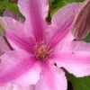 Sally Clematis - 1 Gallon Pot -Home Bloom Garden clematis sally 21