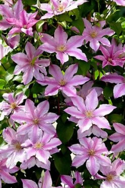 Sally Clematis - 1 Gallon Pot -Home Bloom Garden clematis sally 22
