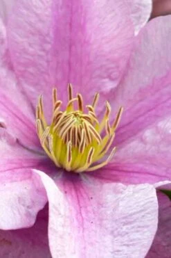 Sally Clematis - 1 Gallon Pot -Home Bloom Garden clematis sally 23
