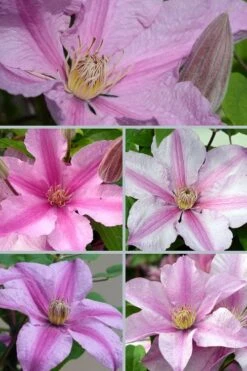 Sally Clematis - 1 Gallon Pot -Home Bloom Garden clematis sally 24