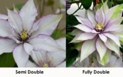 Samaritan Jo Clematis - 1 Gallon Pot -Home Bloom Garden clematis samaritan jo 8