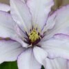 Samaritan Jo Clematis - 1 Gallon Pot -Home Bloom Garden clematis samaritan jo 9