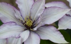 Samaritan Jo Clematis - 1 Gallon Pot -Home Bloom Garden clematis samaritan joe 1