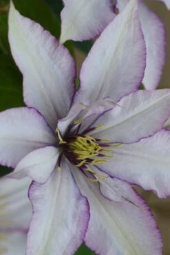 Samaritan Jo Clematis - 1 Gallon Pot -Home Bloom Garden clematis samaritan joe 2