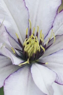 Samaritan Jo Clematis - 1 Gallon Pot -Home Bloom Garden clematis samaritan joe 4