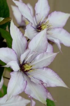 Samaritan Jo Clematis - 1 Gallon Pot -Home Bloom Garden clematis samaritan joe 5