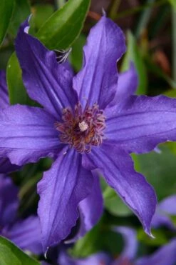 Sapphire Indigo Clematis - 1 Gallon Pot -Home Bloom Garden clematis sapphire indigo 1 1