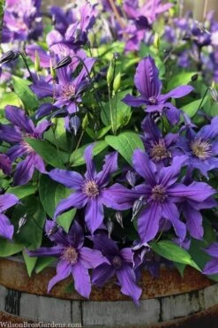 Sapphire Indigo Clematis - 1 Gallon Pot -Home Bloom Garden clematis sapphire indigo 4 1