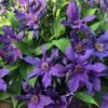 Sapphire Indigo Clematis - 3 Gallon Pot -Home Bloom Garden clematis sapphire indigo 4