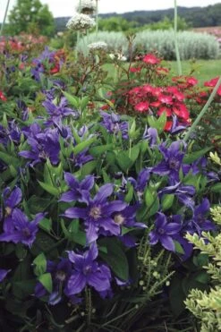 Sapphire Indigo Clematis - 3 Gallon Pot -Home Bloom Garden clematis sapphire indigo 6
