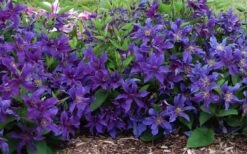 Sapphire Indigo Clematis - 1 Gallon Pot -Home Bloom Garden clematis sapphire indigo 7 1