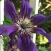 Sapphire Indigo Clematis - 1 Gallon Pot -Home Bloom Garden clematis sapphire indigo 9 1