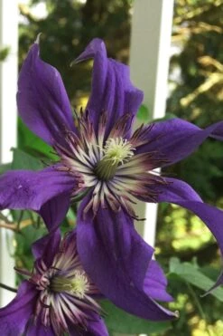 Sapphire Indigo Clematis - 3 Gallon Pot -Home Bloom Garden clematis sapphire indigo 9
