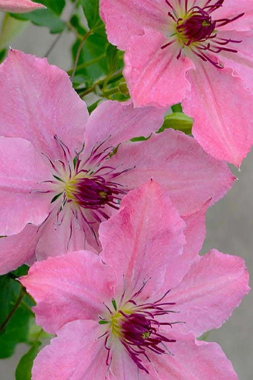 Sarah Elizabeth Clematis - 1 Gallon Pot 8 Sarah Elizabeth Clematis - 1 Gallon Pot - Image 6