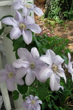 Silver Moon Clematis - 1 Gallon Pot -Home Bloom Garden clematis silver moon 3