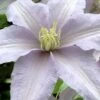 Silver Moon Clematis - 1 Gallon Pot -Home Bloom Garden clematis silver moon 6