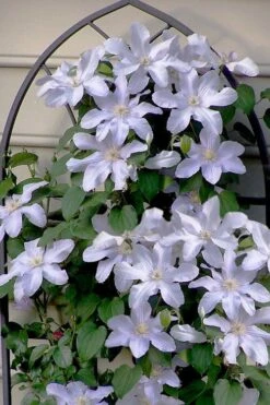 Silver Moon Clematis - 1 Gallon Pot -Home Bloom Garden clematis silver moon 7