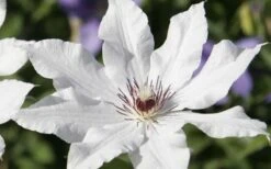 Snow Queen Clematis - 1 Gallon Pot 13 Snow Queen Clematis - 1 Gallon Pot -Home Bloom Garden clematis snow queen 3
