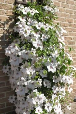 Snow Queen Clematis - 1 Gallon Pot 12 Snow Queen Clematis - 1 Gallon Pot -Home Bloom Garden clematis snow queen 4
