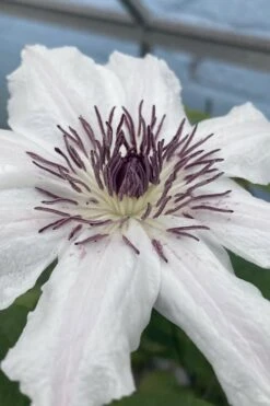 Snow Queen Clematis - 1 Gallon Pot 15 Snow Queen Clematis - 1 Gallon Pot -Home Bloom Garden clematis snow queen 5