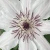 Snow Queen Clematis - 1 Gallon Pot -Home Bloom Garden clematis snow queen 6
