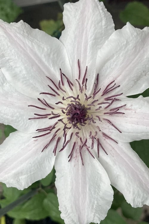 Snow Queen Clematis - 1 Gallon Pot 3 Snow Queen Clematis - 1 Gallon Pot
