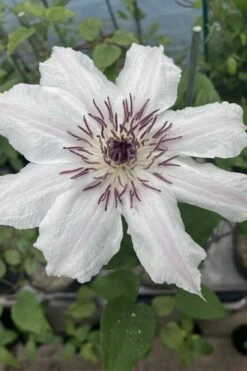 Snow Queen Clematis - 1 Gallon Pot 14 Snow Queen Clematis - 1 Gallon Pot -Home Bloom Garden clematis snow queen 7