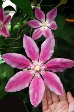Sugar Candy Clematis - 1 Gallon Pot -Home Bloom Garden clematis sugar candy 3