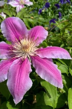 Sugar Candy Clematis - 1 Gallon Pot -Home Bloom Garden clematis sugar candy 4