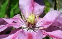 Sugar Candy Clematis - 1 Gallon Pot -Home Bloom Garden clematis sugar candy 5